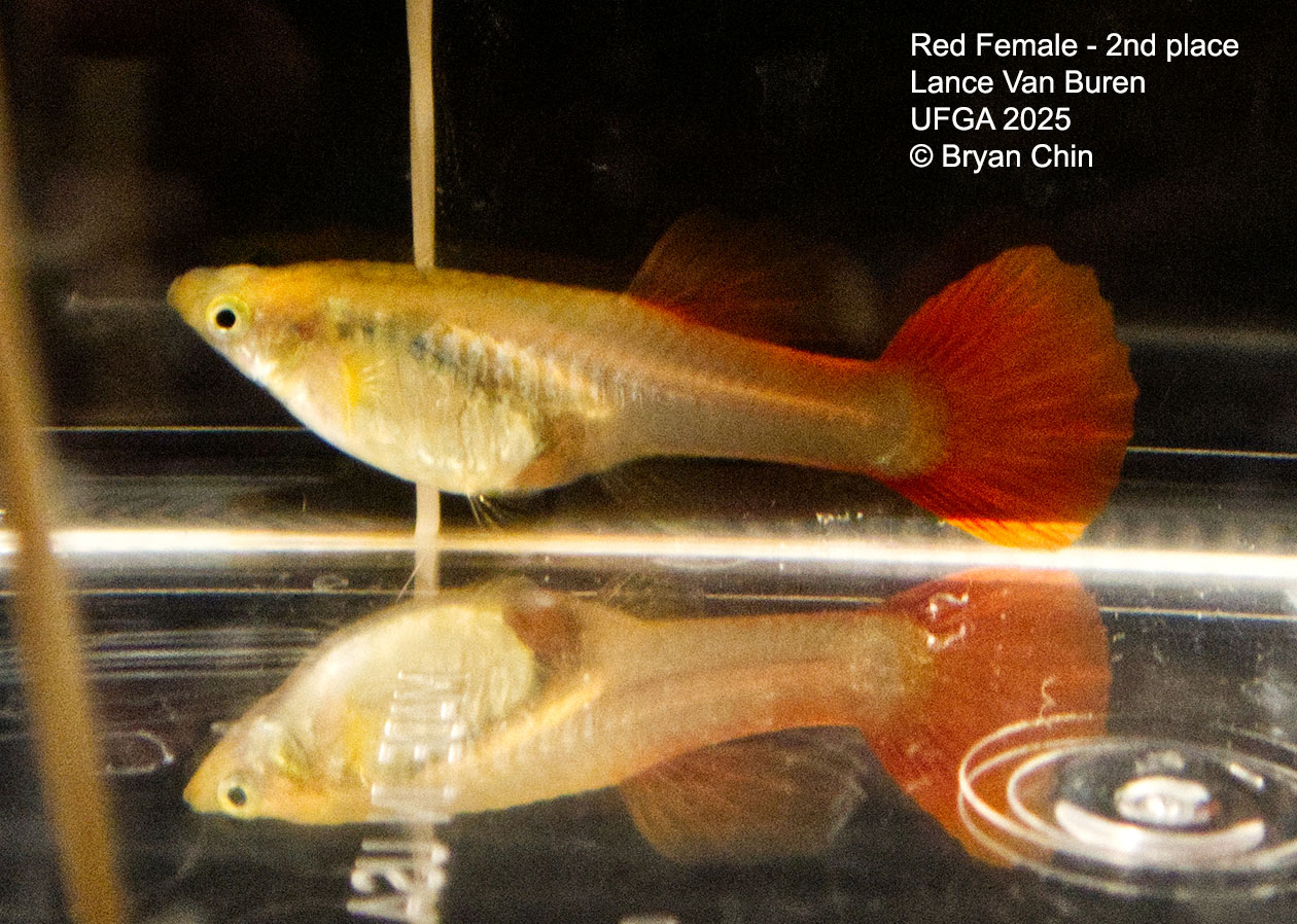 Guppy Red Female  